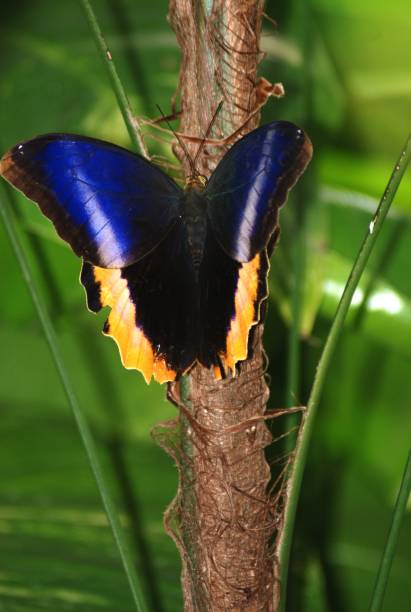 istock Yellow-edged Giant Owl Butterfly 2180564497