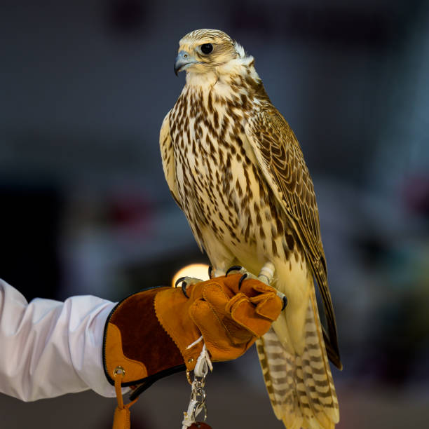 Portrait for Hawk or Falcon Qatar in Katara International Hunting and Falcons Exhibition 2024 (Shail)