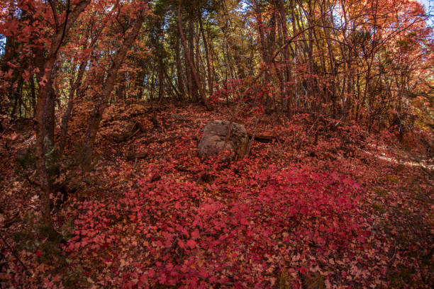 The amazing Fall colors of 4th of July Canyon in the Manzano Mountains of New Mexico
