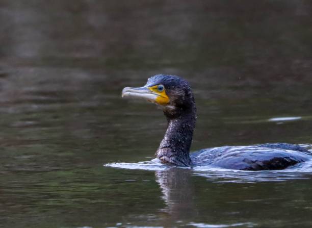 istock Cormorant swimming in calm waters 2180574027