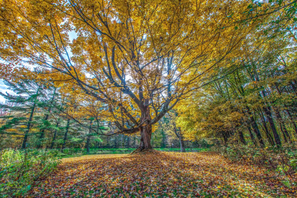 Autumn landscape with a tree, in the beautiful province of Quebec in Canada.