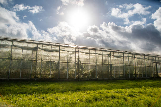 istock sunlight is a completely free source and can be used well in greenhouse horticulture 2180578838