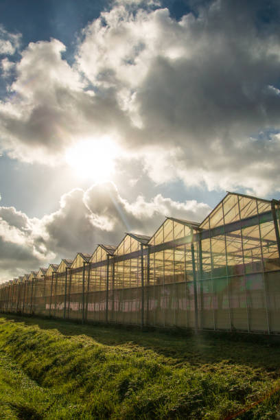 sunlight is a completely free source and can be used well in greenhouse horticulture