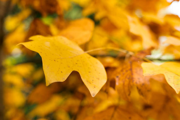 Autumn background, leaves changing color in autumn.