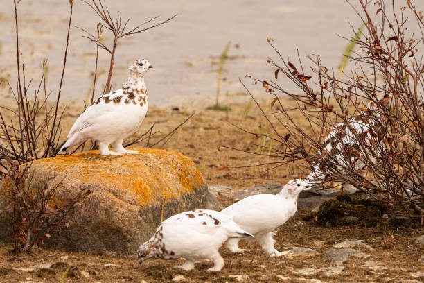 A ptarmigan in its winter plumage—stands out beautifully against the earthy tones of the tundra landscape. The bird's feathers are captured with lovely detail, and its stance suggests alertness, adding life and personality to the image. The muted background with a few other ptarmigans helps emphasize the subject while providing context for its natural habitat.