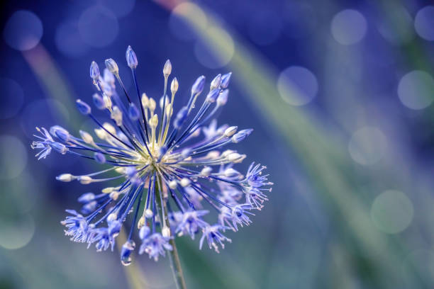 Ornamental onion flower about to come into full bloom. Small dew drops (rain drops) are visible. Defocused garden background with beautiful bokeh light spots. Space for copy. Toned image (blue).