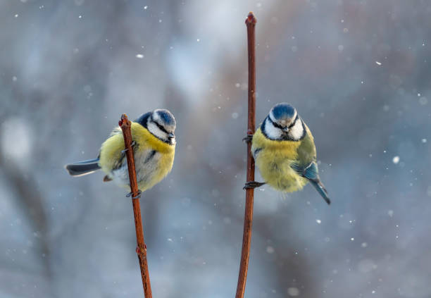 istock two blue tits sit in a winter garden under falling snow on branches next to each other 2180582079