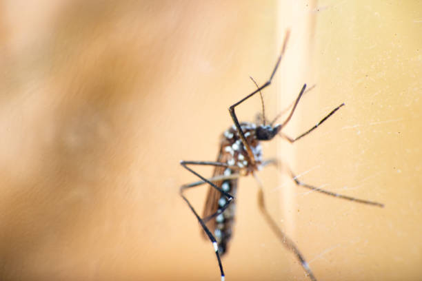 istock Aedes aegypti, Aedes aegypti mosquito proliferating inside a plastic bottle with still water. Selective focus. 2180584598