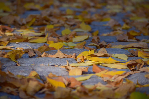 Autumn leaves on a walking path in Central Park