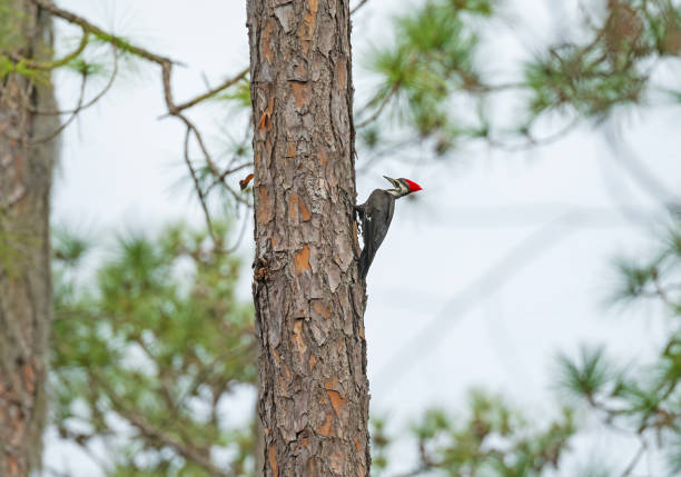 A Pileated Woodpecker on a dead long