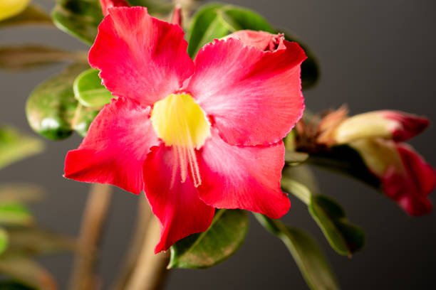 istock Desert Rose, a beautiful flowering desert rose, selective focus. 2180585251