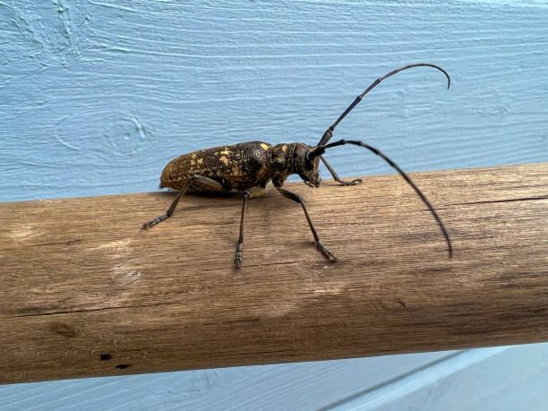 istock A large bug with long prominent horns is sitting on a wooden stick 2180587496