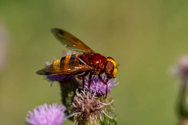 istock A brown and yellow insect is perched on a purple flower 2180589983