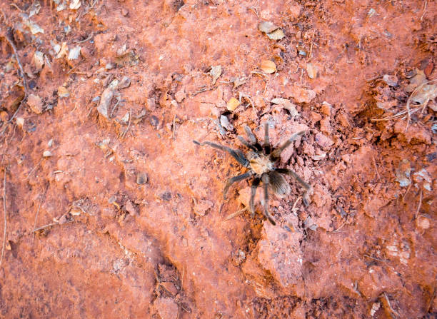 Scary spider - a tarantula among fallen leaves and branches in a terrarium.