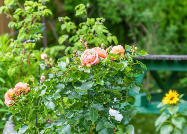 istock Peach-colored roses bloom amidst lush greenery in a softly blurred garden in the background 2180593184