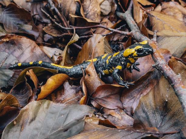 istock Fire Salamander on Autumn Leaves 2180593518