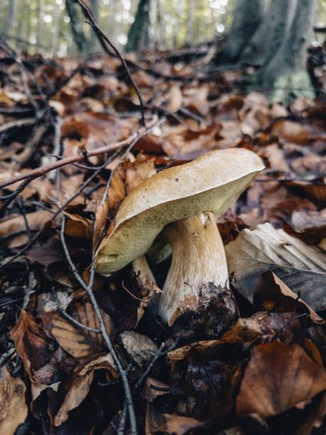 istock Mushroom in Forest with Autumn Leaves, Boletus edulis 2180593585