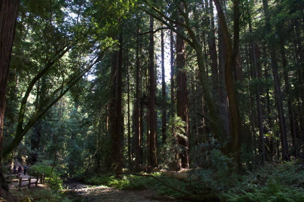 istock Fairytale’s woodland 2180594595