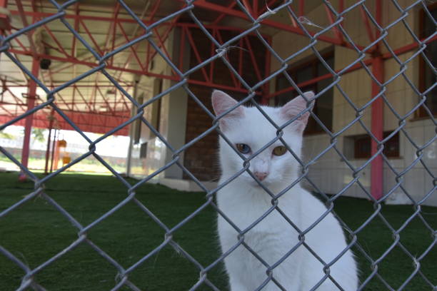 Cats in a country house, cat, pet