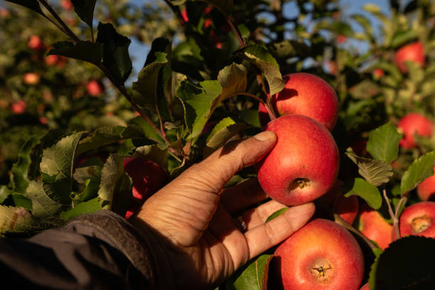 istock The farmer picks ripe, red apples in the apple orchard. 2180602180
