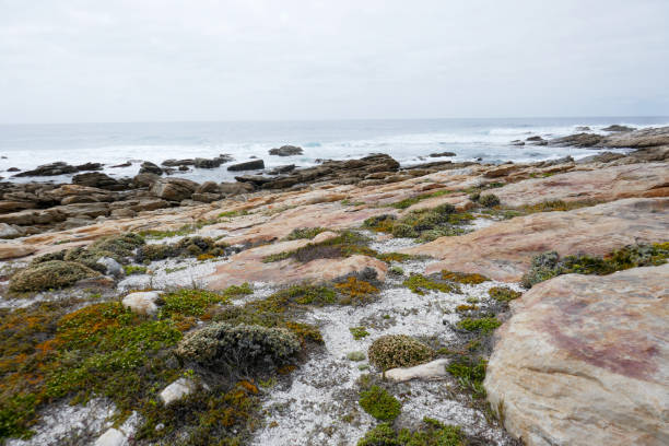 St. Francis Bay is a rustic fishing village and is popular for surfing at Seal beach.