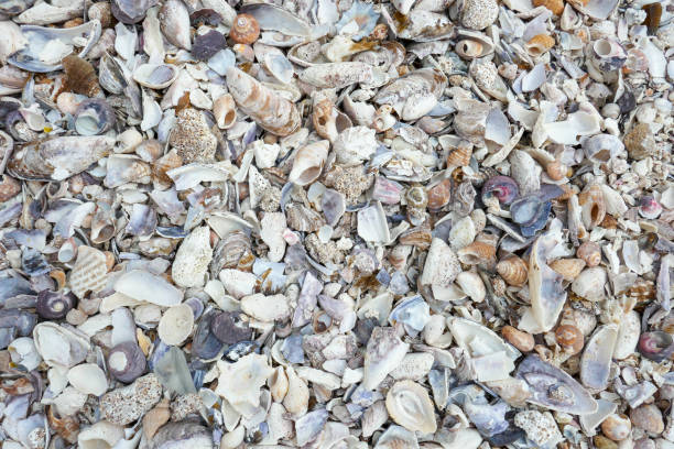 istock St. Francis Bay, South Africa 2180605206