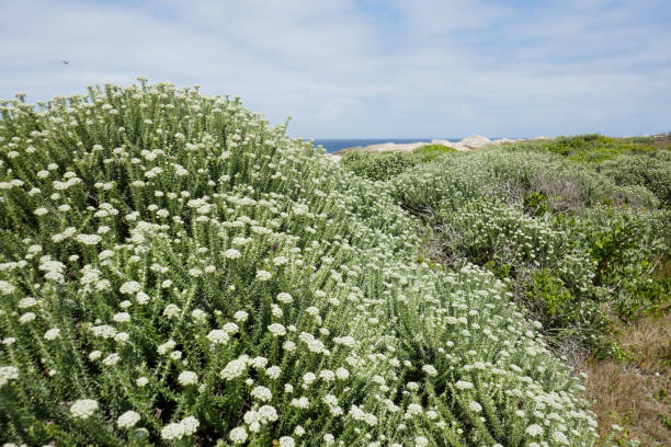St. Francis Bay is a rustic fishing village and is popular for surfing at Seal beach.