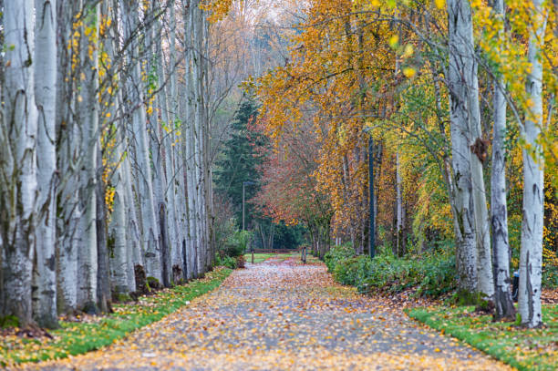 A serene autumn sidewalk in a small town neighborhood.