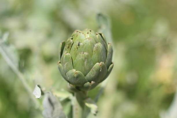 A stunning display of flowering artichokes showcasing their unique blooms in a colorful garden. Perfect for themes related to gardening, botany, and culinary herbs.