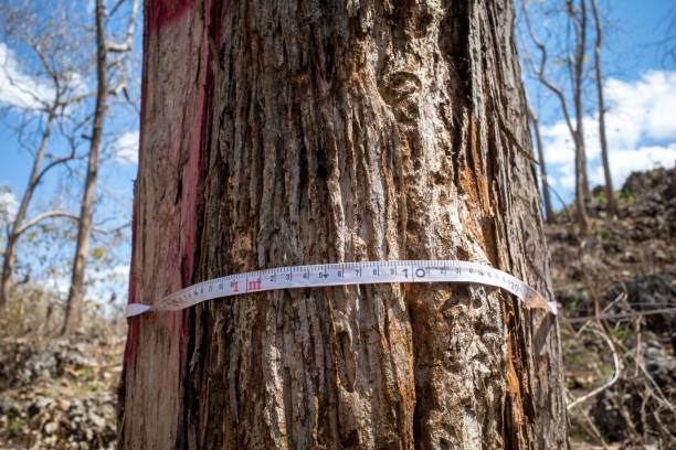 istock Measuring the circumference of teak tree trunks, Tectona grandis, using a measure tape 2180609178