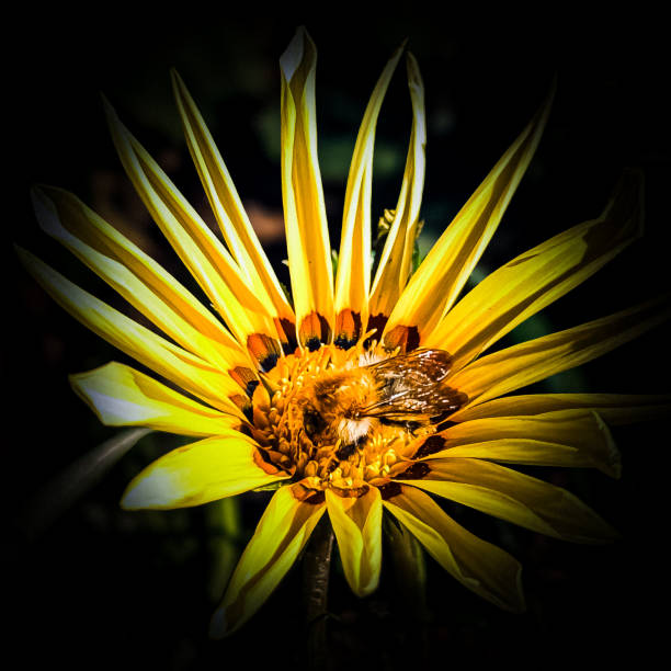 In the summer of 2024, I took a fascinating photo of a busy bee.