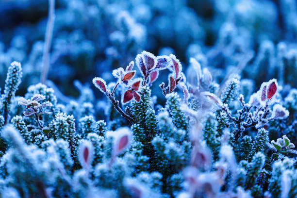 Plants covered in winter frost in Japan