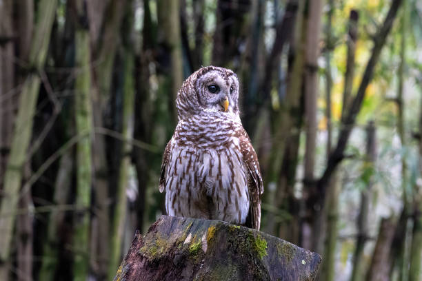 Two baby barred owlets perched on a tree branch