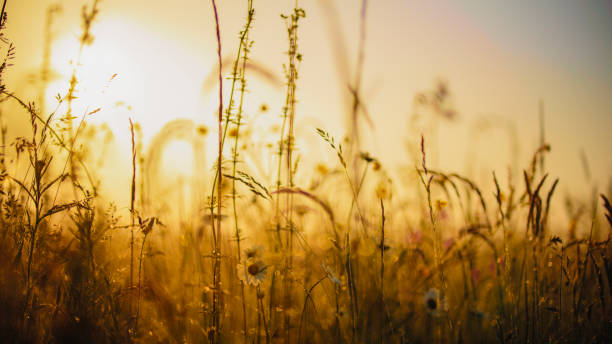 istock Sunset Serenade in a Blooming Meadow 2180615475