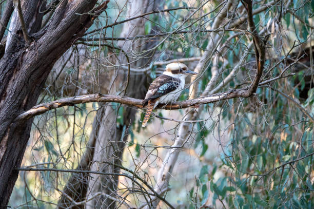 istock Kookaburra in a tree along the Murray River 2180620388