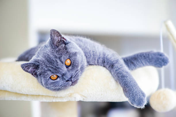 Adorable gray British Shorthair kitten resting on a cat tree with bright orange eyes and paws hanging down