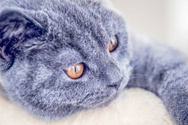 Adorable gray British Shorthair kitten resting on a cat tree with bright orange eyes and paws hanging down