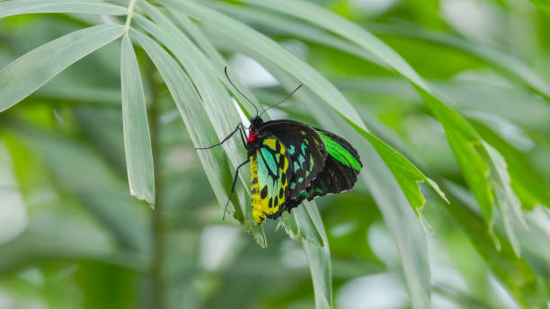 istock male cairns birdwing butterfly resting on a palm leaf 2180627419