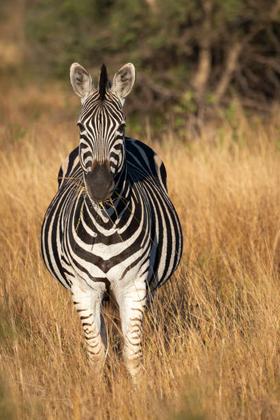 istock Plains zebra or common zebra (Equus quagga prev. Equus burchellii) standing in long, brown grass. Ngorongoro Conservation Area (NCA). Tanzania 2180629195