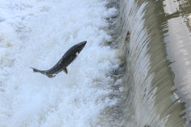 istock Salmon Run on the Humber River at Old Mill Park in Canada 2180630565