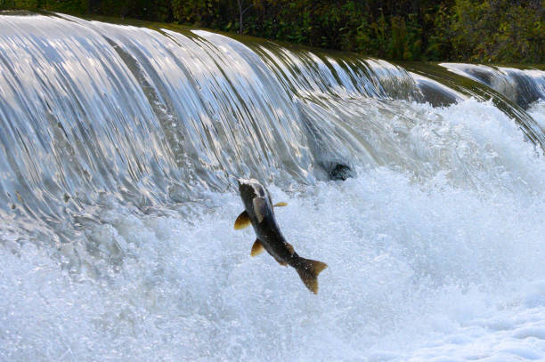 istock Salmon Run on the Humber River at Old Mill Park in Canada 2180630571