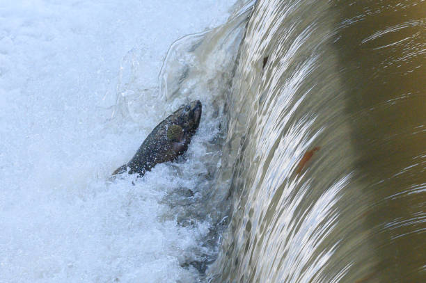 istock Salmon Run on the Humber River at Old Mill Park in Canada 2180630572