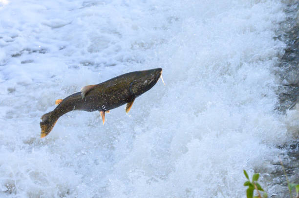 istock Salmon Run on the Humber River at Old Mill Park in Canada 2180630580