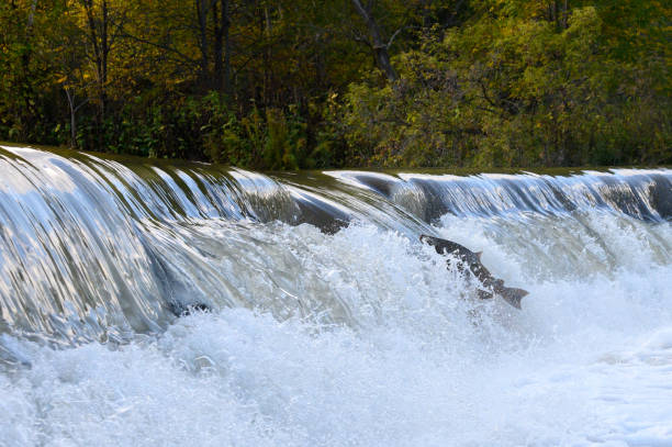 Toronto, On, Canada  - October 20, 2023: Salmon Run on the Humber River at Old Mill Park in Canada