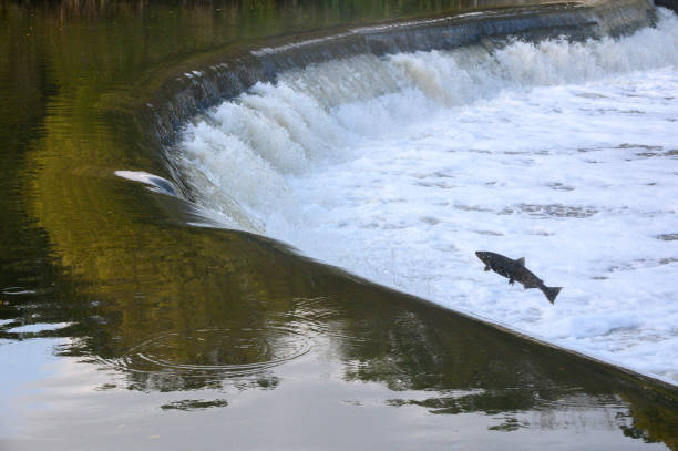 Salmon Run on the Humber River at Old Mill Park in Canada