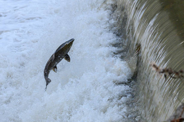 istock Salmon Run on the Humber River at Old Mill Park in Canada 2180630599