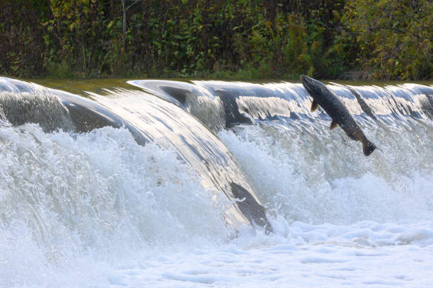istock Salmon Run on the Humber River at Old Mill Park in Canada 2180630606