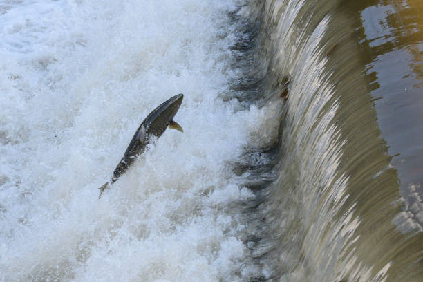 istock Salmon Run on the Humber River at Old Mill Park in Canada 2180630609