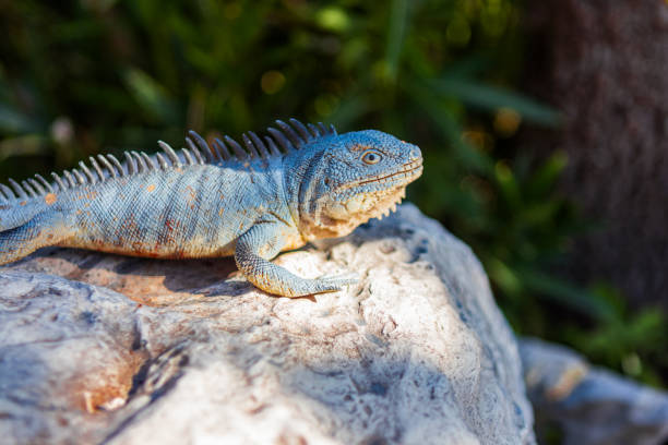 A large yellow/golden Iguana image.