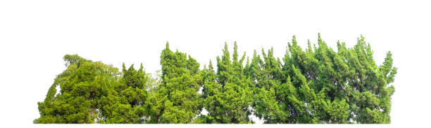 istock Green Trees isolated on white background.are Forest and foliage in summer for both printing and web pages 2180641595